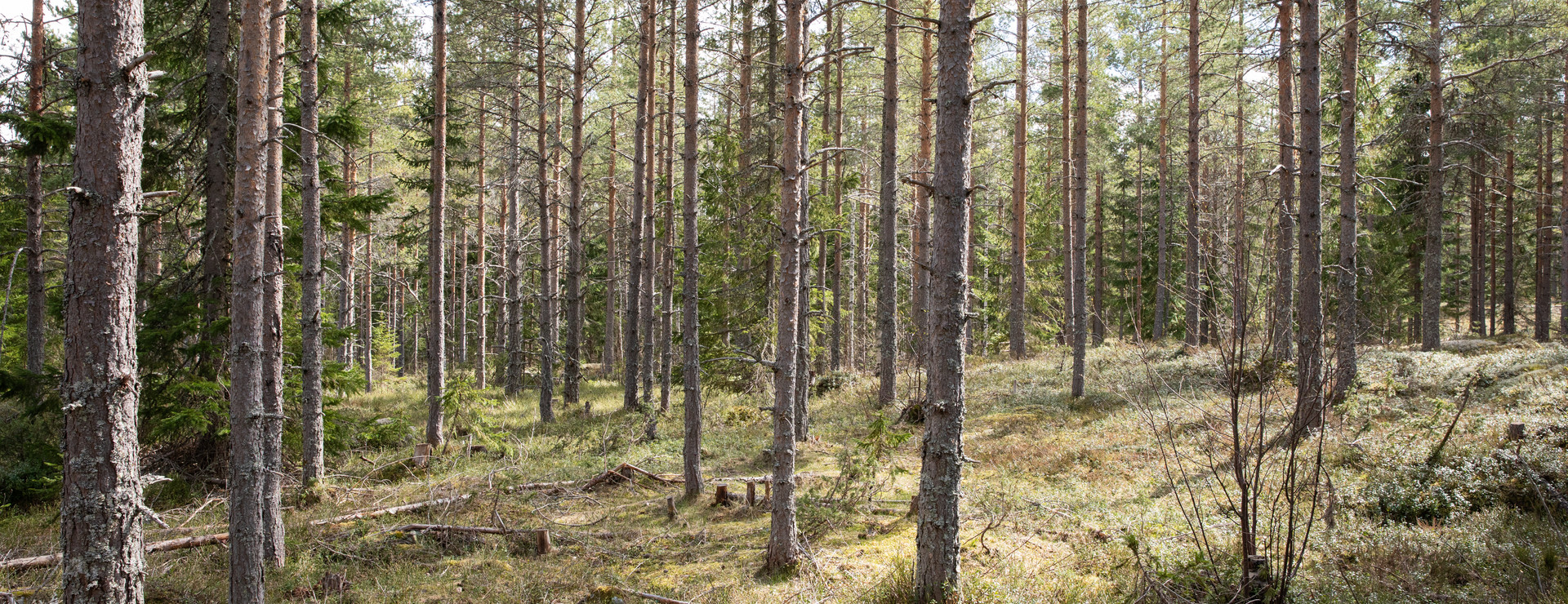 Locke - Välskött fastighet