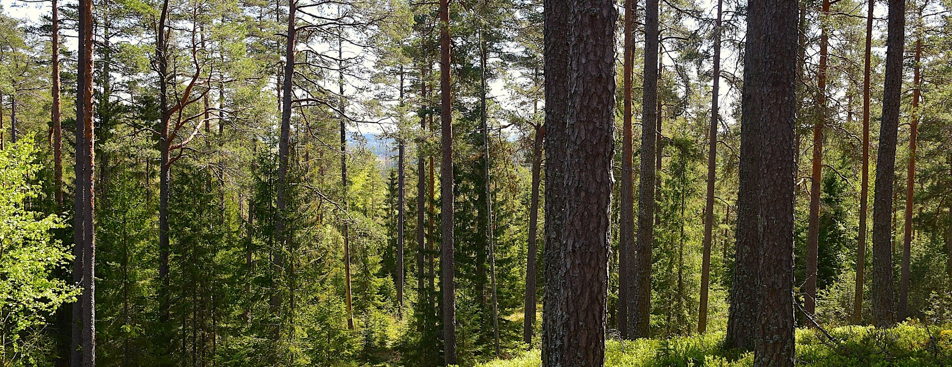 Värmskogs-Näs - Skog i Värmskog