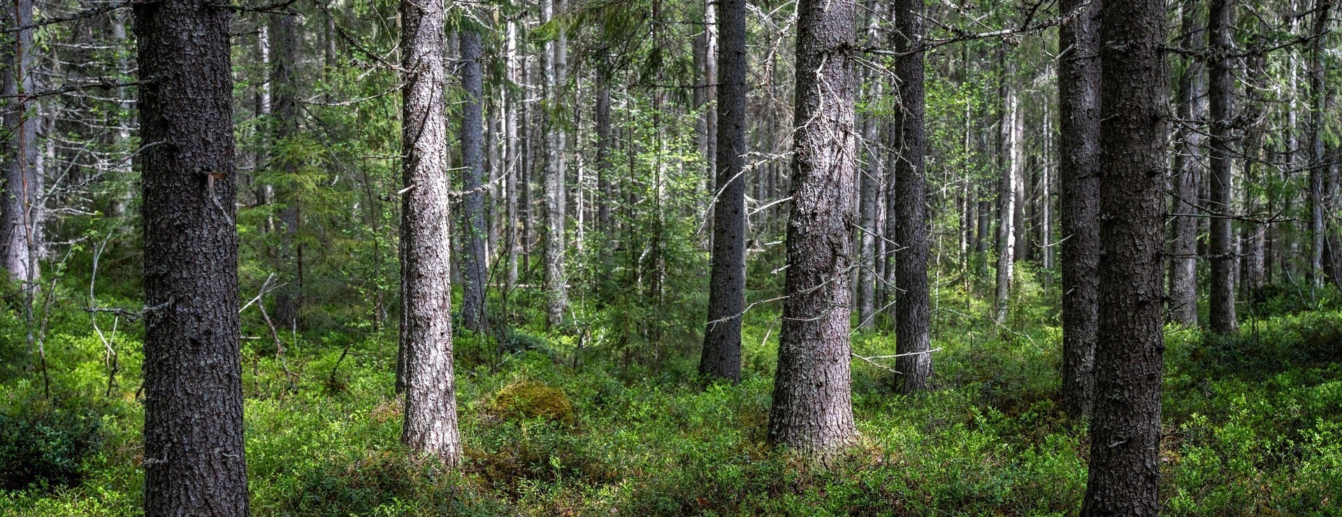 Moflo - Exklusiv skogsfastighet