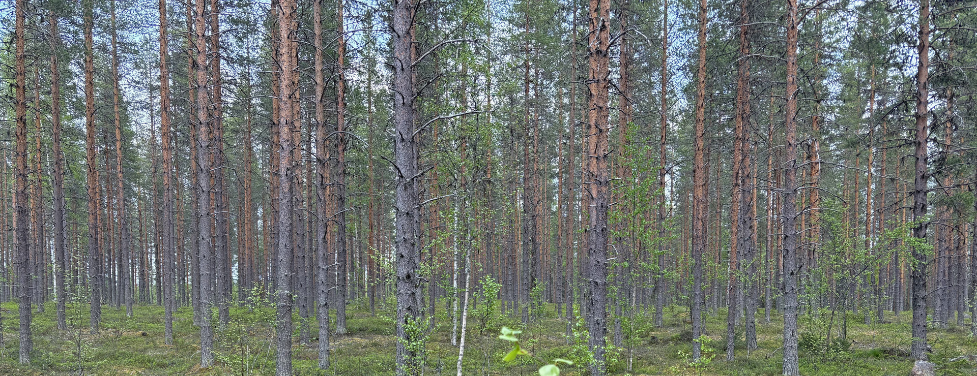 Hjuksnoret - Välskött skogsfastighet