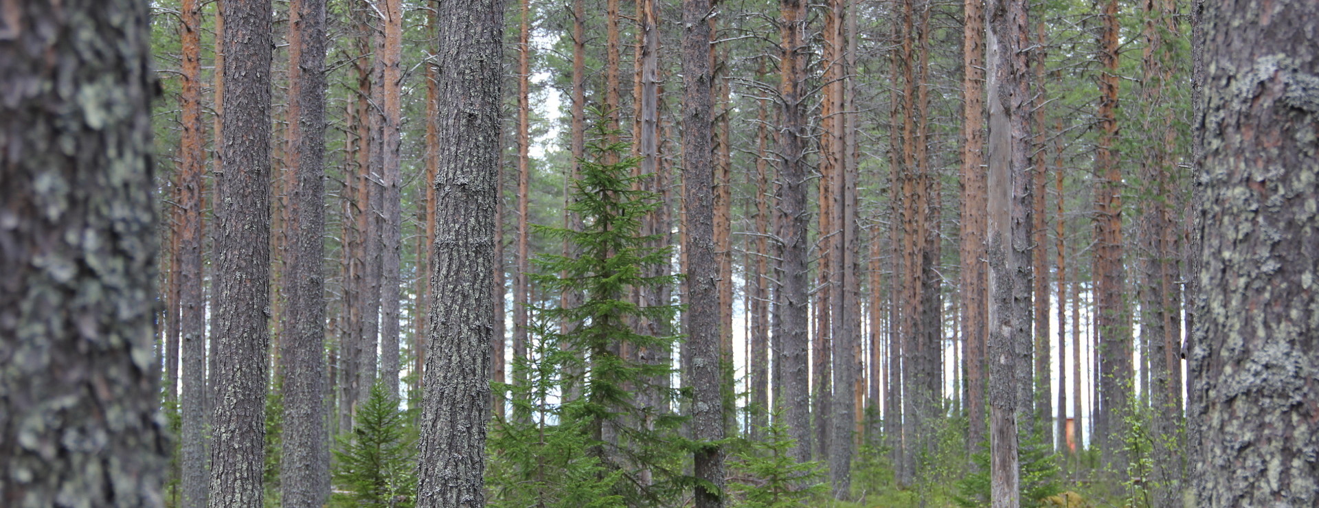 Ruokojärvi - Skog, jakt och boende