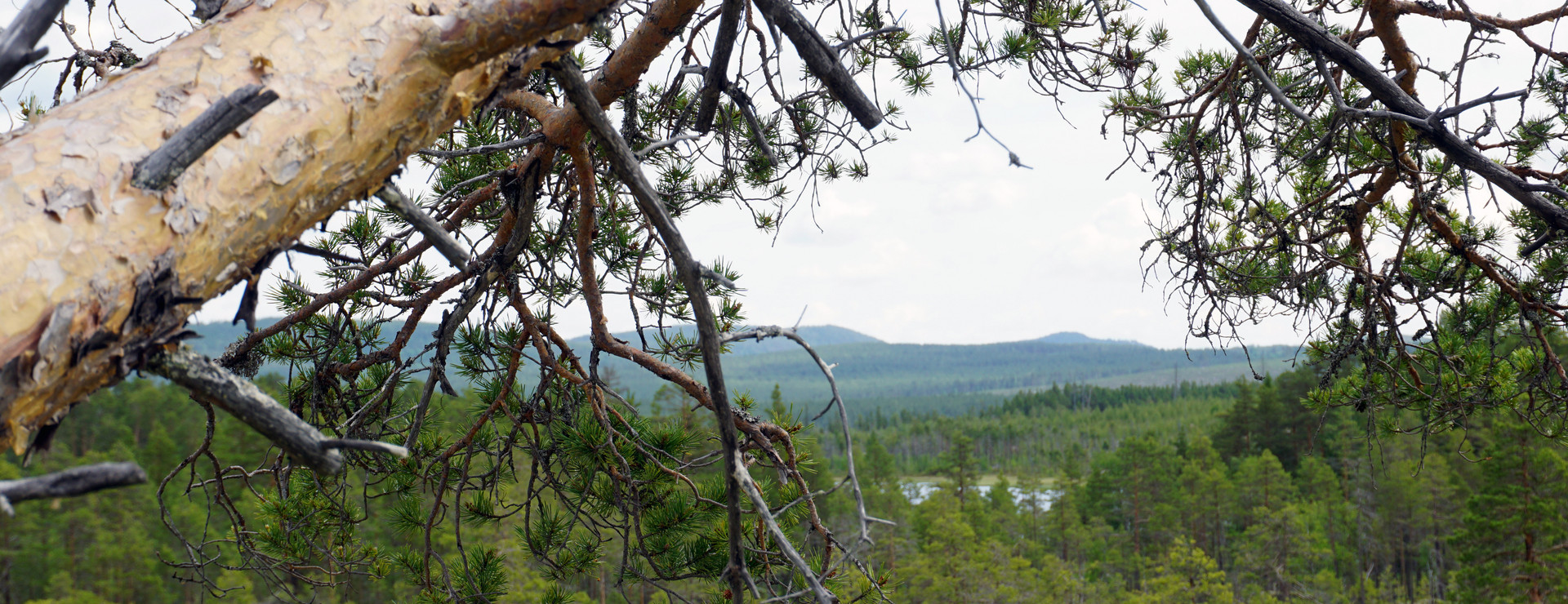 Remmen - Skog på tillväxt i östra Härjedalen