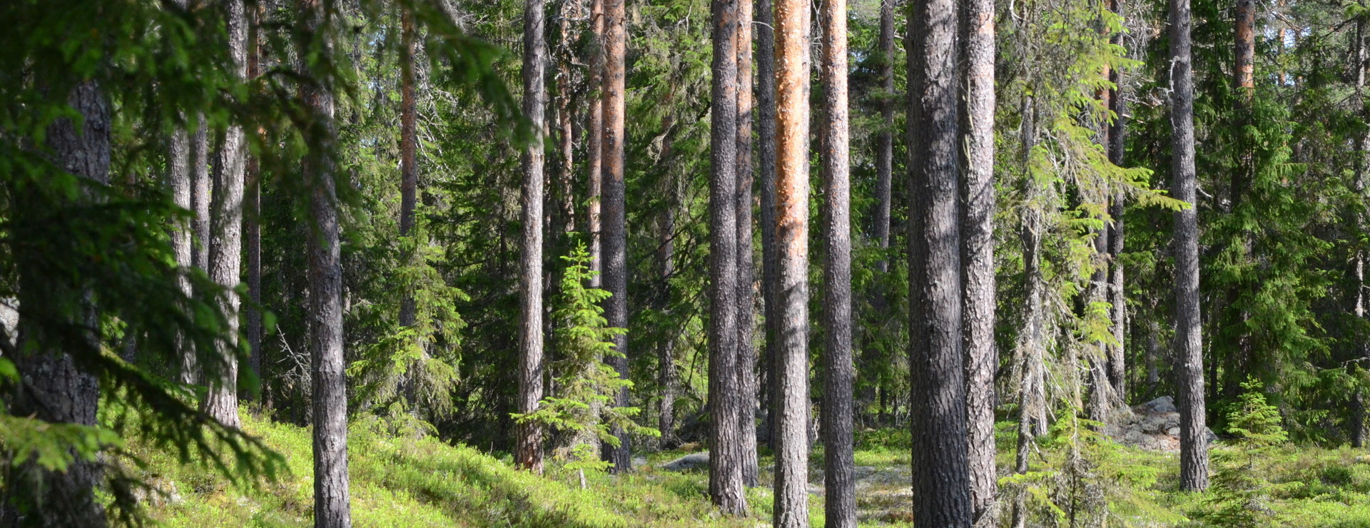 Backa-Fäbodskog - Skogsbruk, jakt och rekreation