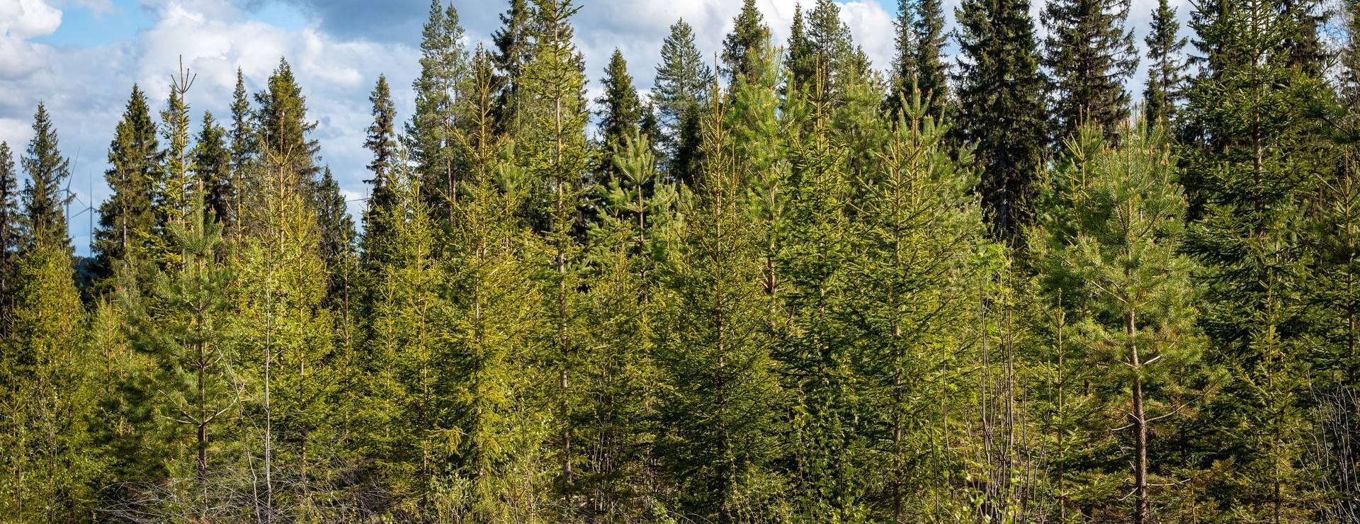 Västvattnet - Välskött ungskogsfastighet