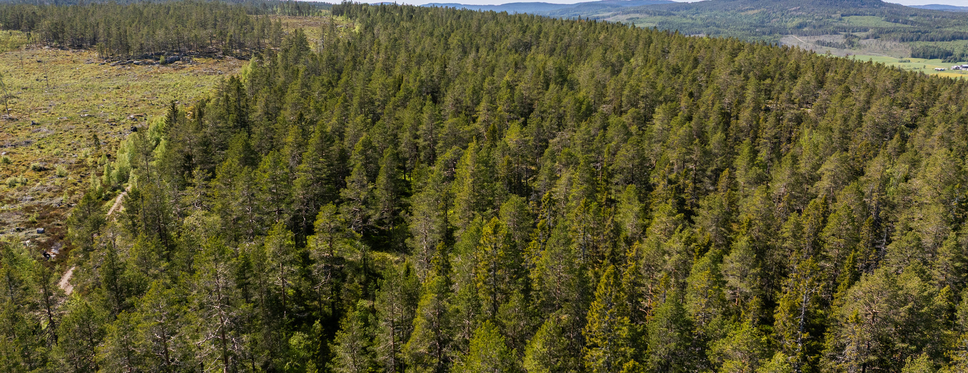 Kålsta - Slutavverkningsbar skog