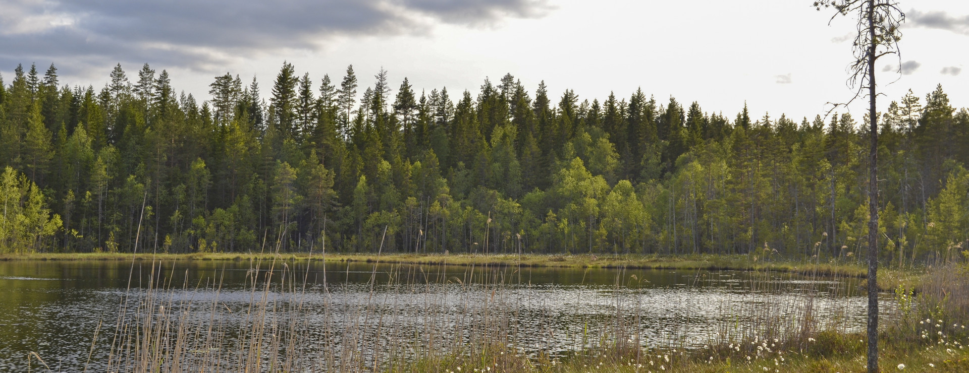 Noltjärnen - Vid skogstjärnen