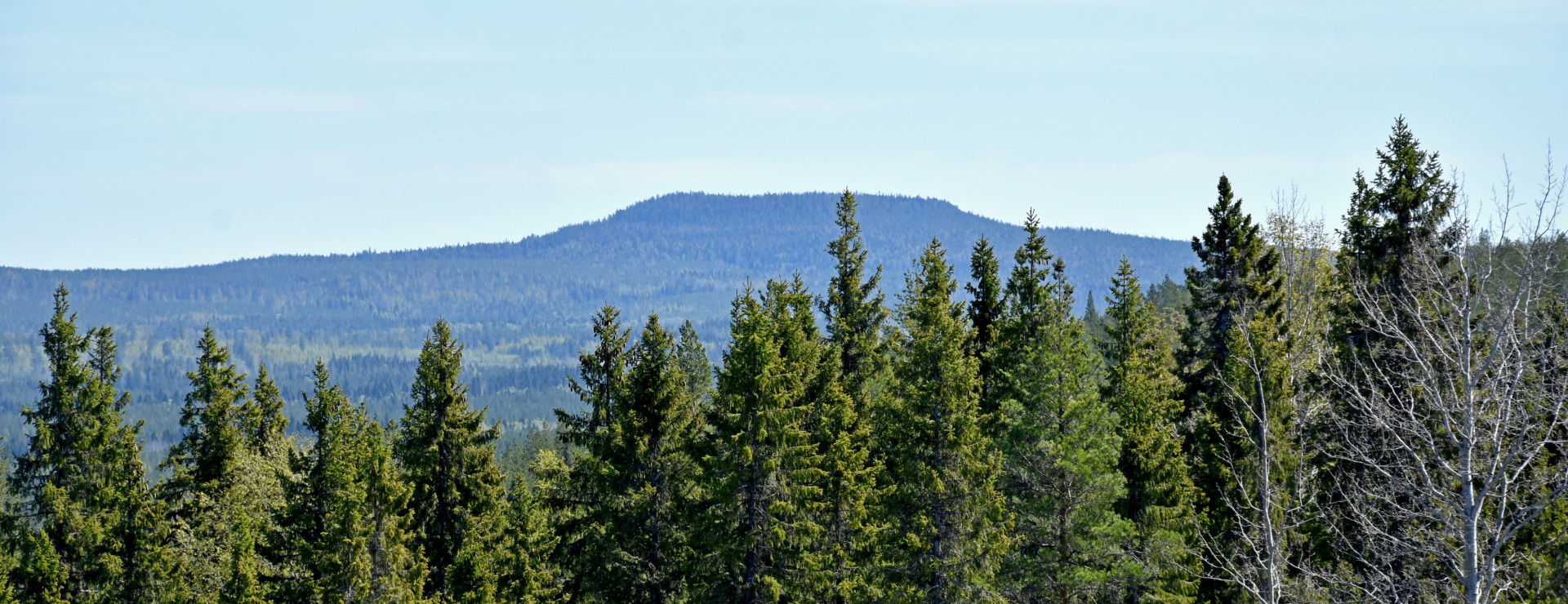 Räkna ut värdet på din skogsfastighet