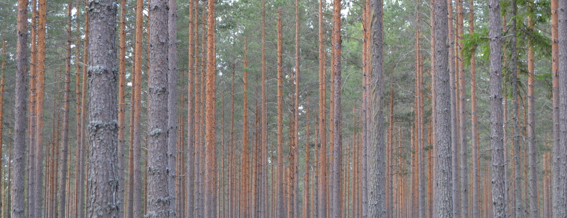 Ullvi - Skog och jordbruksmark