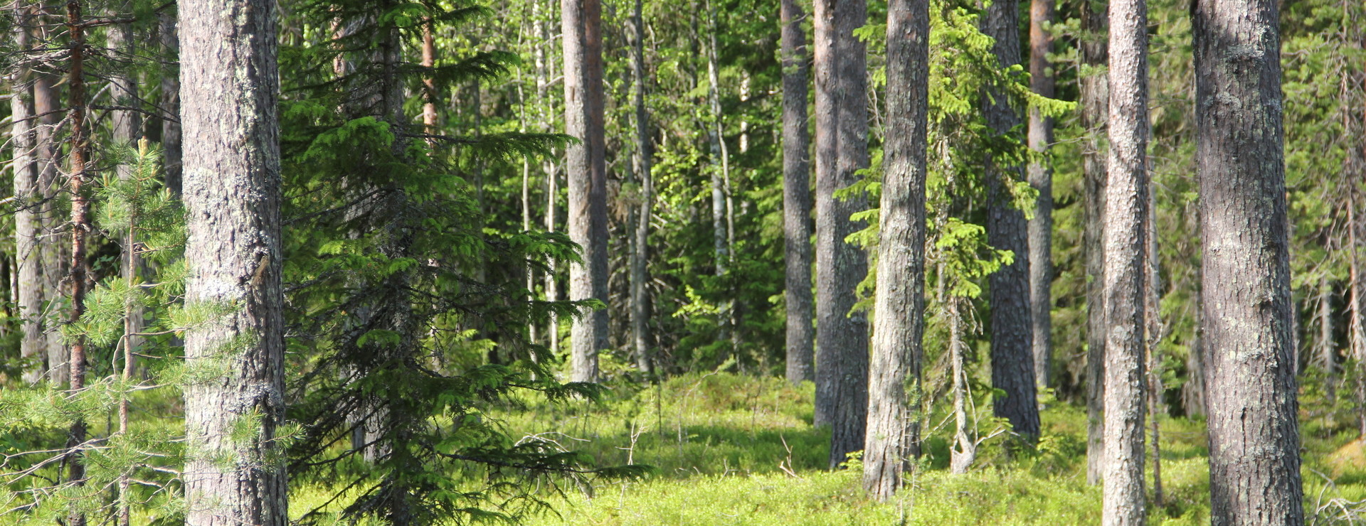Kamlungeträsk - Skog med fint läge