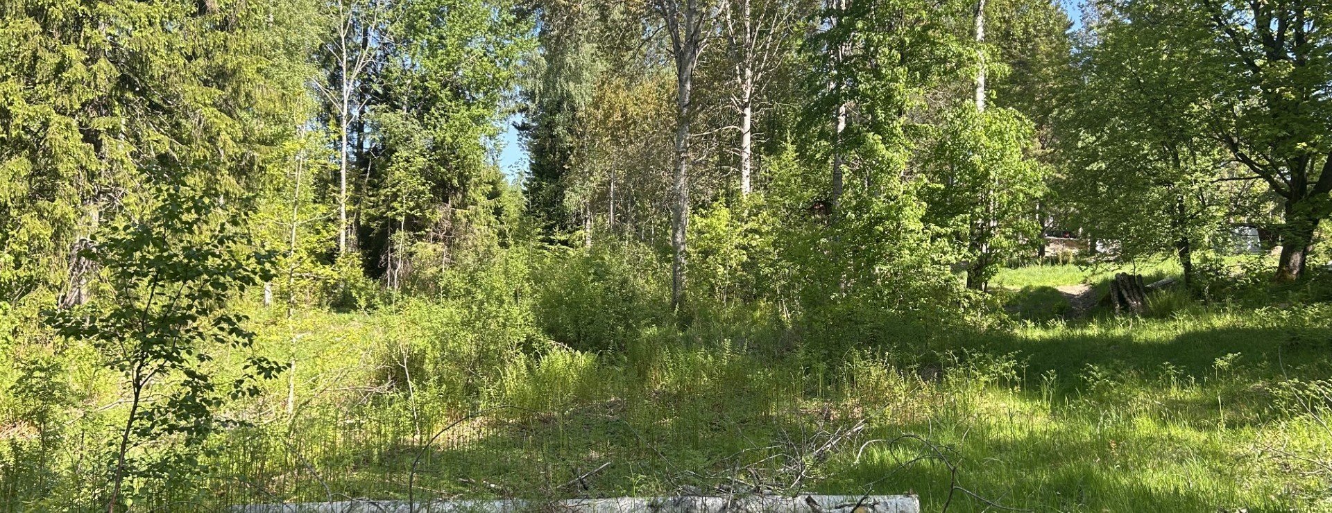 Fröskogs Stom - Skog i Fröskog