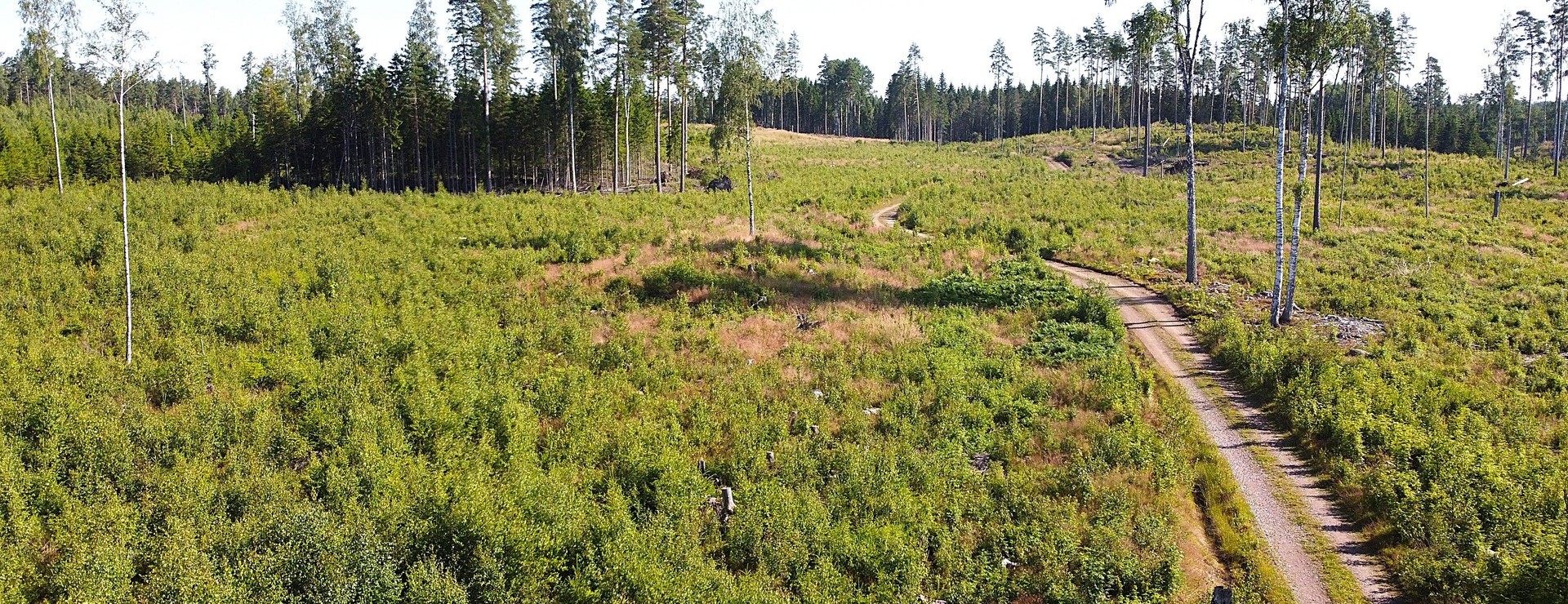 Flatvik - Tillväxt på bördig mark