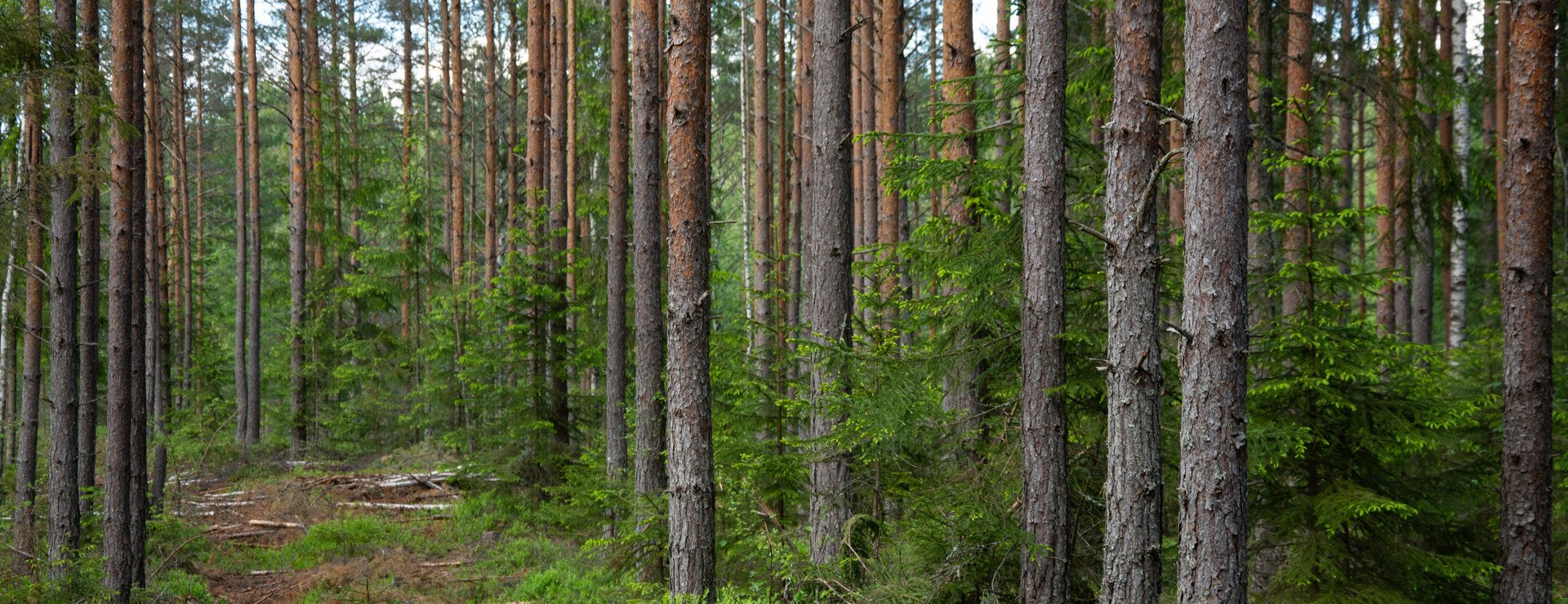 Örnäs vid Skjutbanan - Skog i ett block