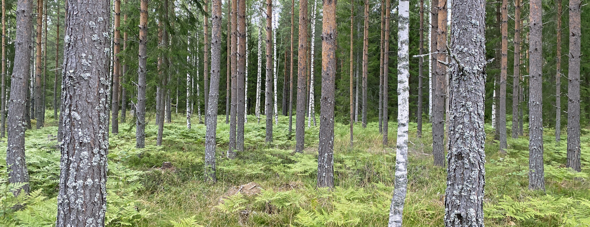 Mosneåsen - Skog söder om Söderhamn