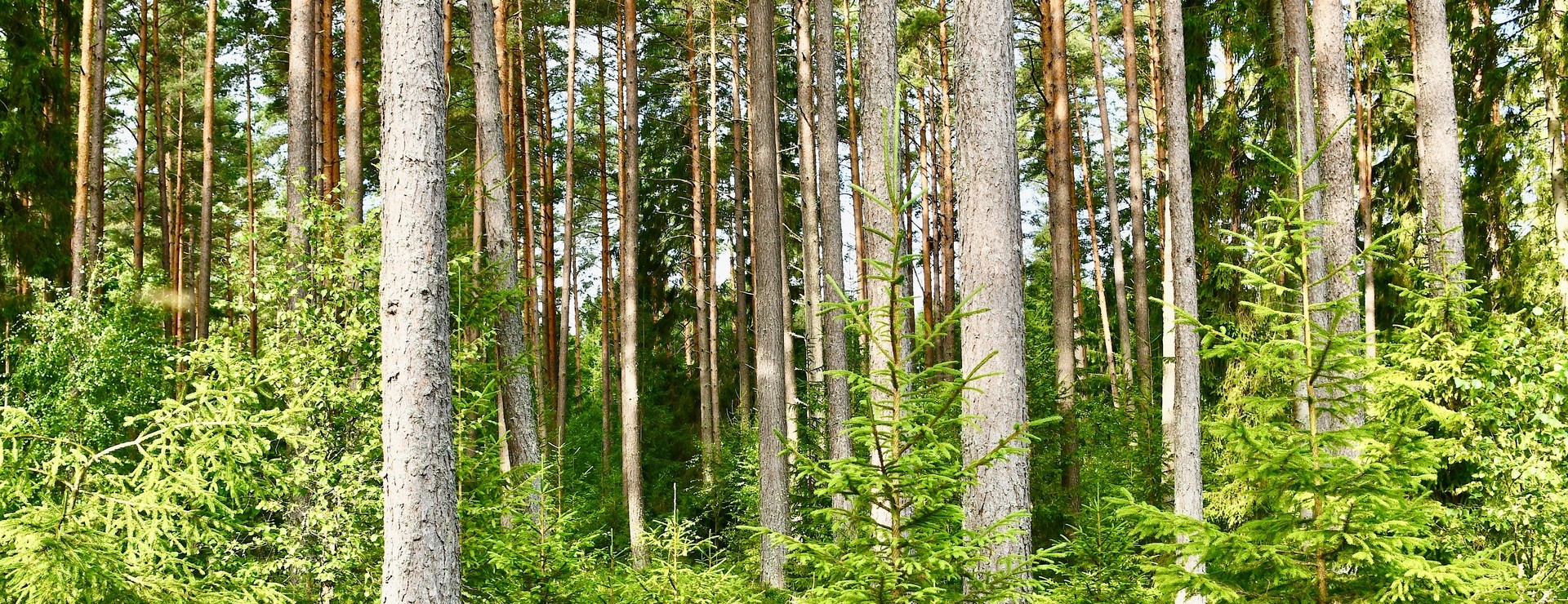 Edåsa - Trevlig skogsfastighet utan byggnader