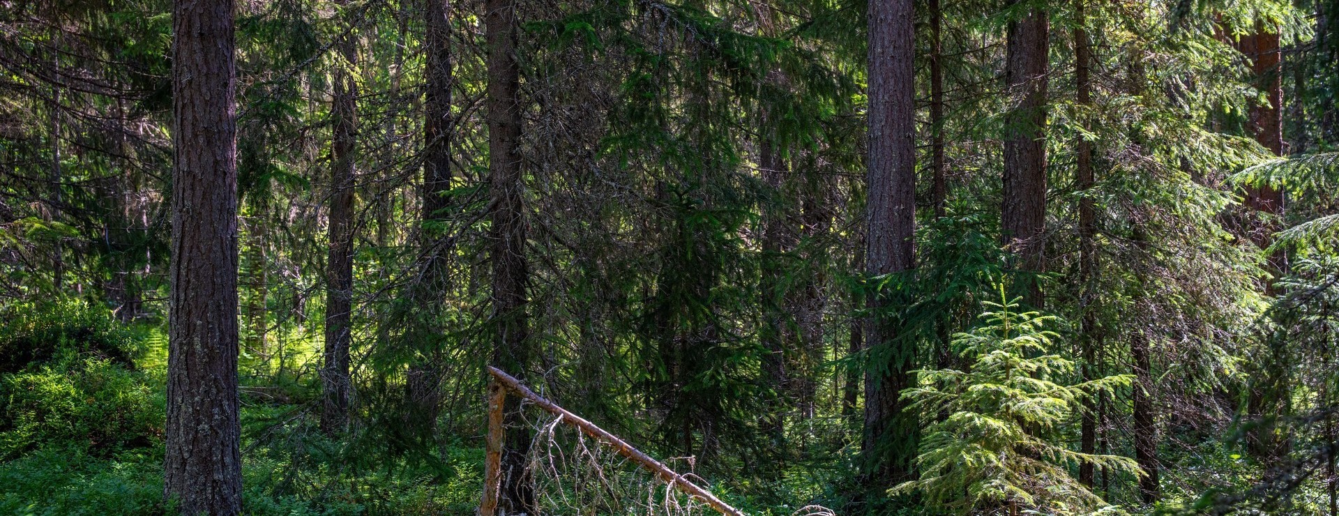 Överbodvill - Skog och jakt i VVO