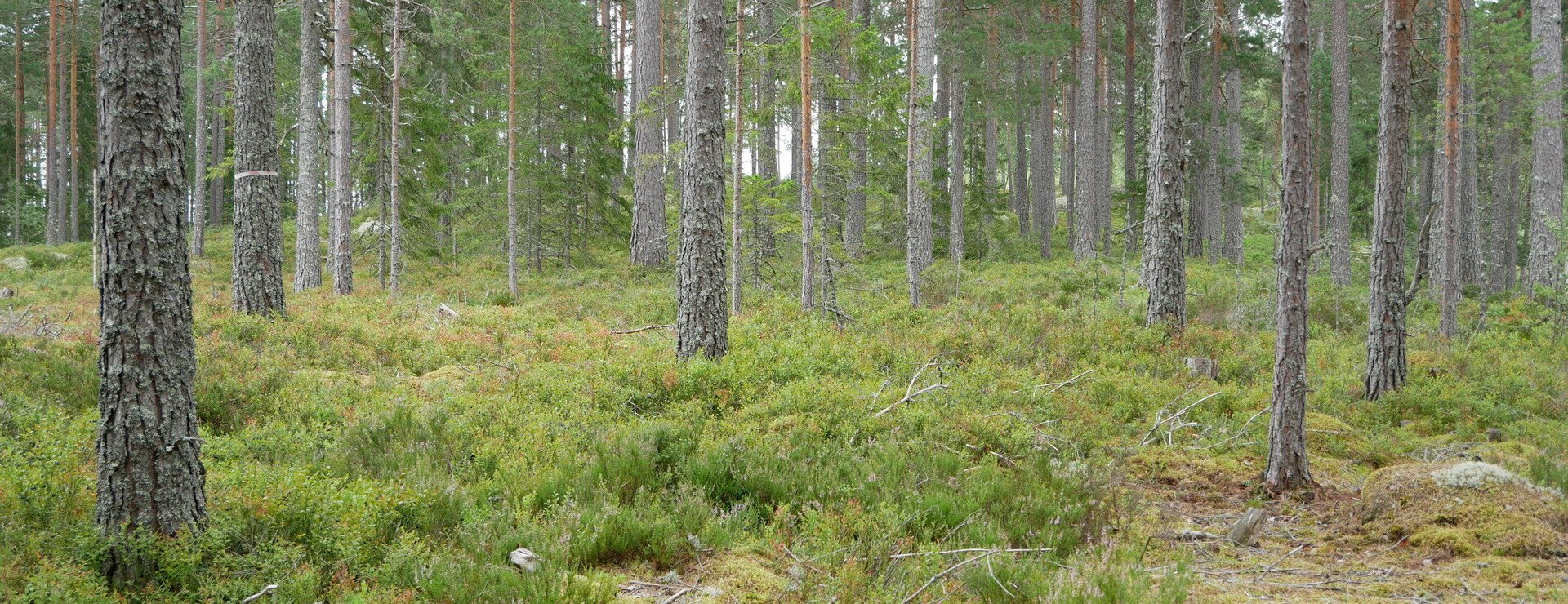Sunne Berga - Tätortsnära skogsfastighet