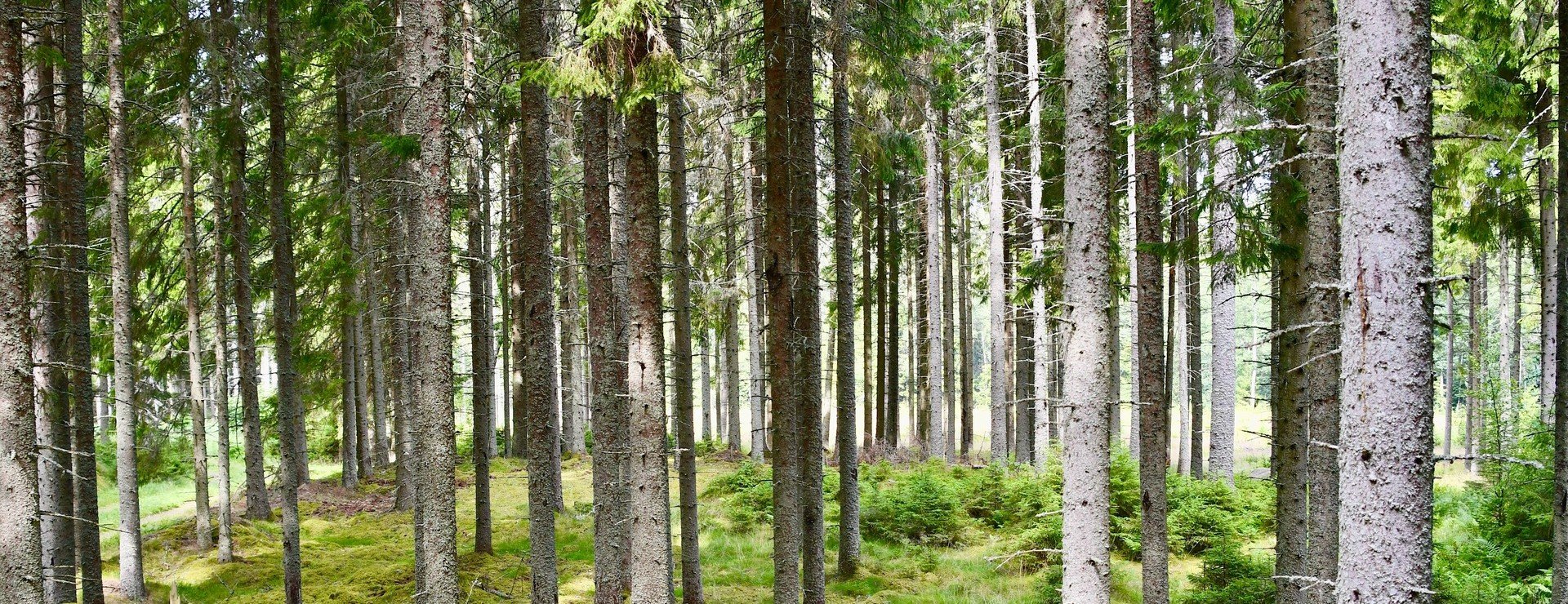 Skog i Hadäng - Skogsmark i Hadäng
