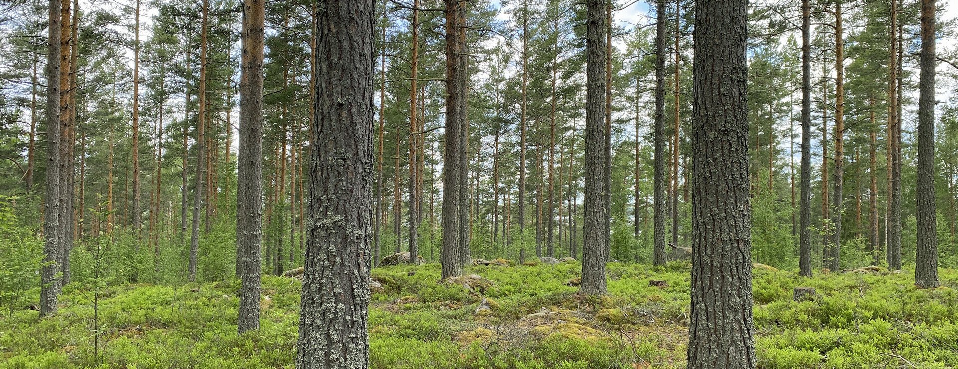 Voxsjön - Fina tallskogar