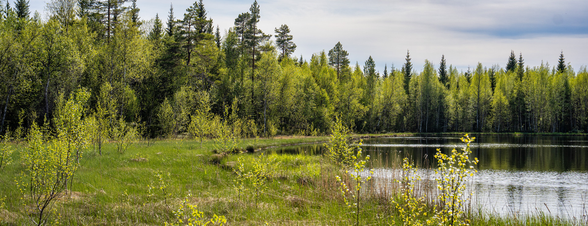 Yxskaftkälen - Skog och jakt vid ån