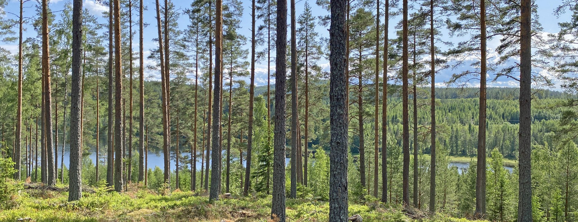 Stora Gåsjön - Skog söder om Rengsjö