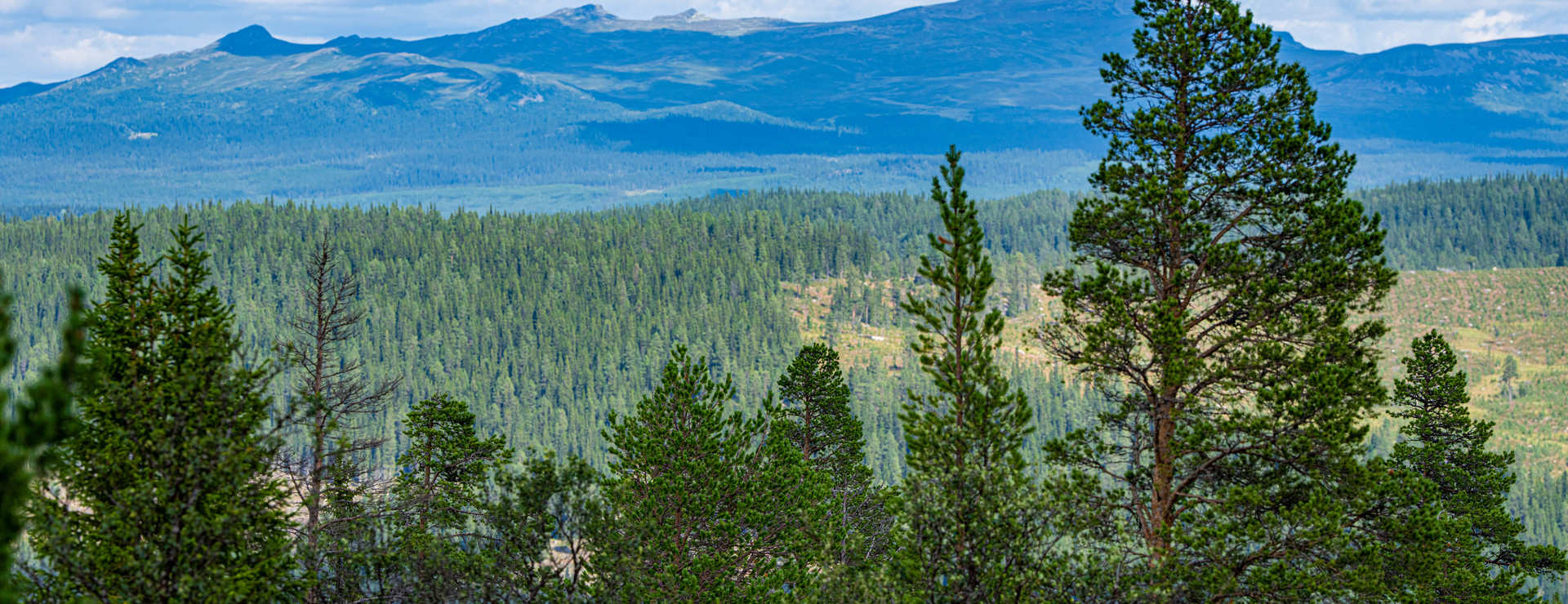 Tännäs - Skog och fjäll i Tännäs