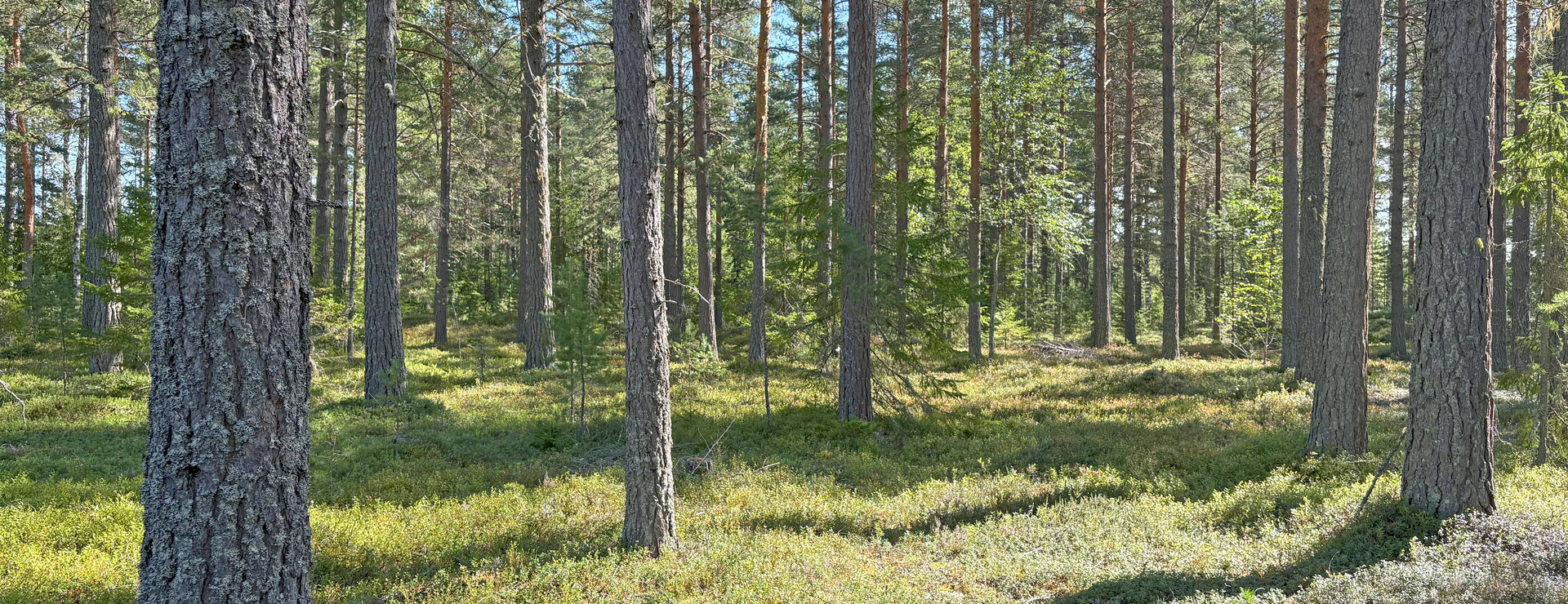 Stensved Mogård - Skog och åker i Kyrkbyn