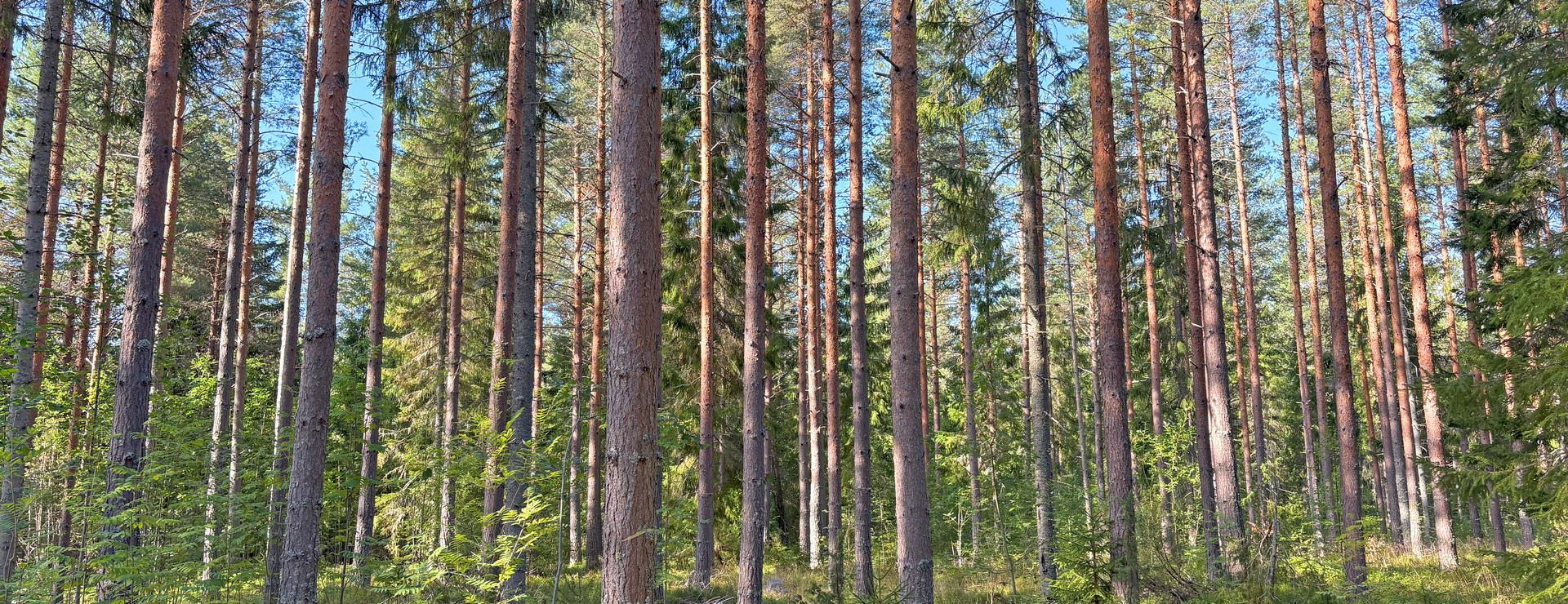 Vannsätter - Skogsfastigheter i Vannsätter