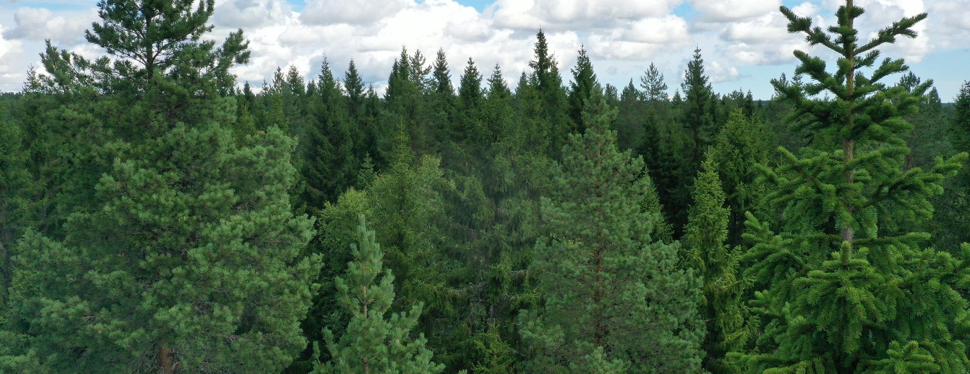 Myckle - Skog nära Skellefteå