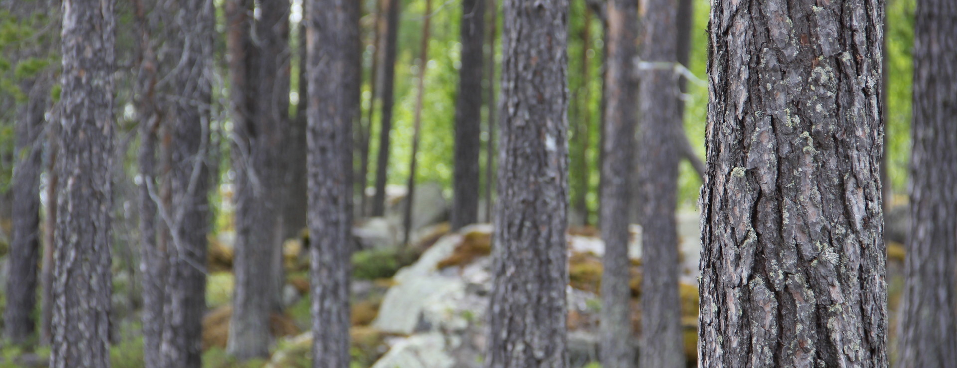 Fjällhemman - Fjällhemman