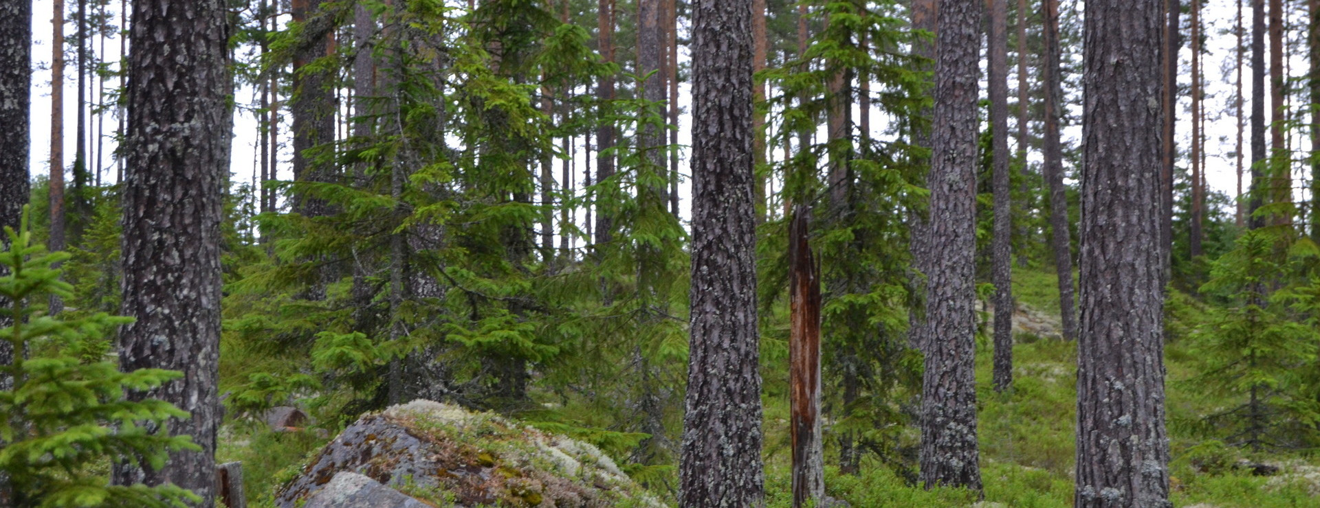 Eldtjärnberget - Väl arronderad med god åtkomst