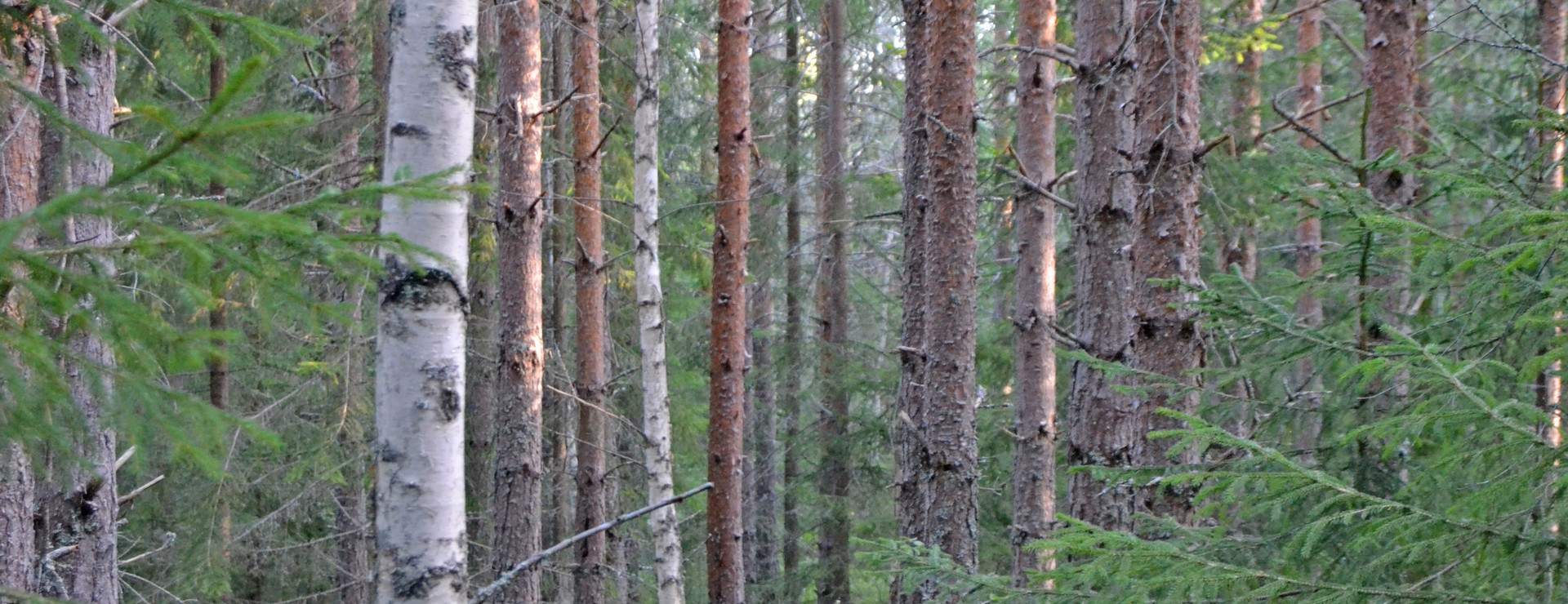 Digerberget - Skog i Siljansnäs