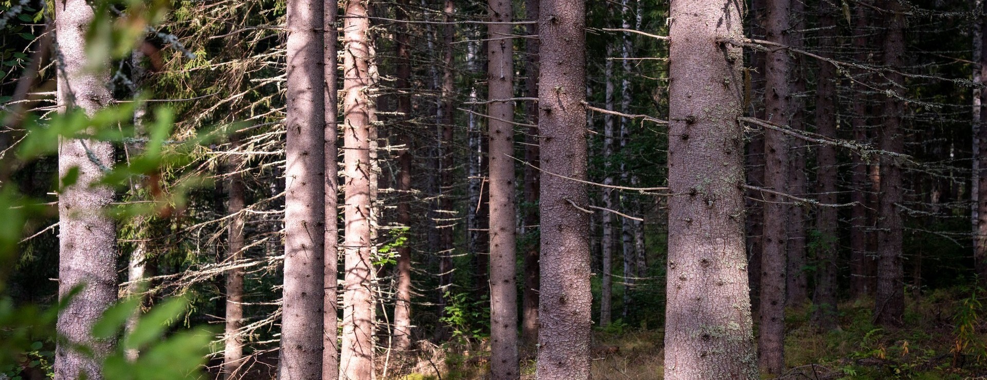 Hällsjö - Stor andel S1 & S2