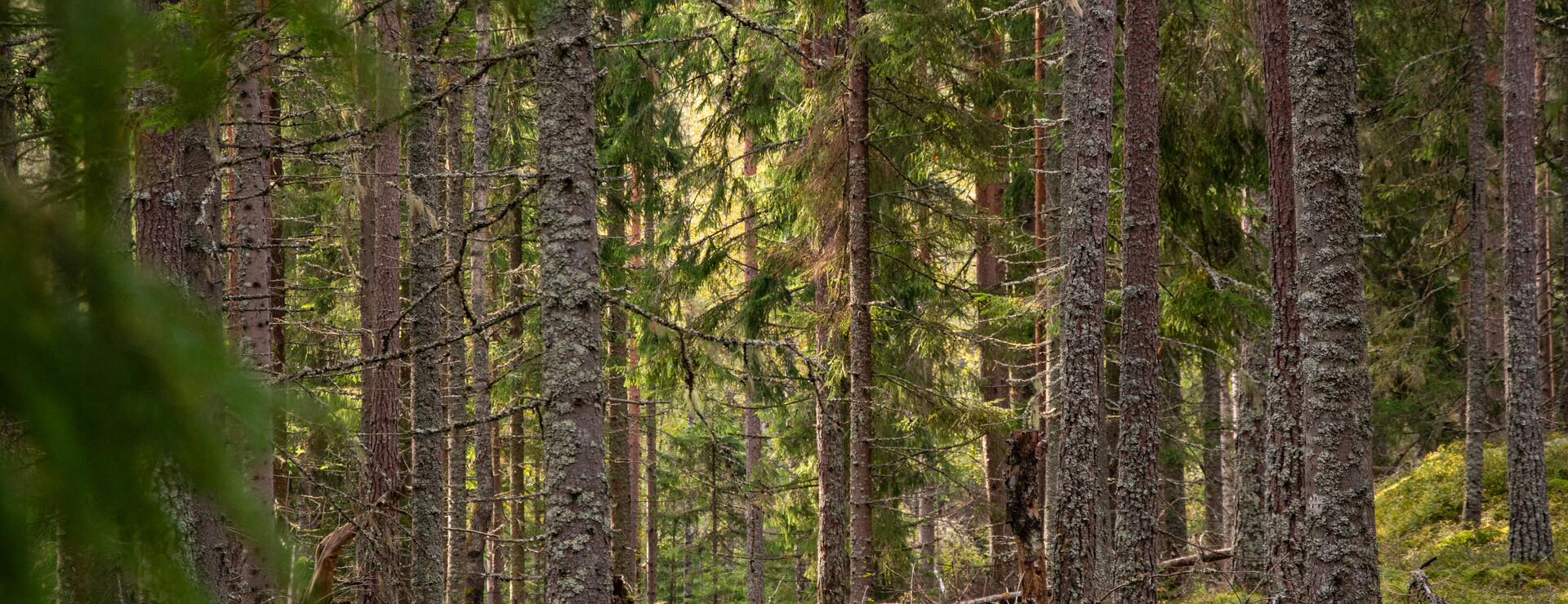 Hälle - I berg och dal