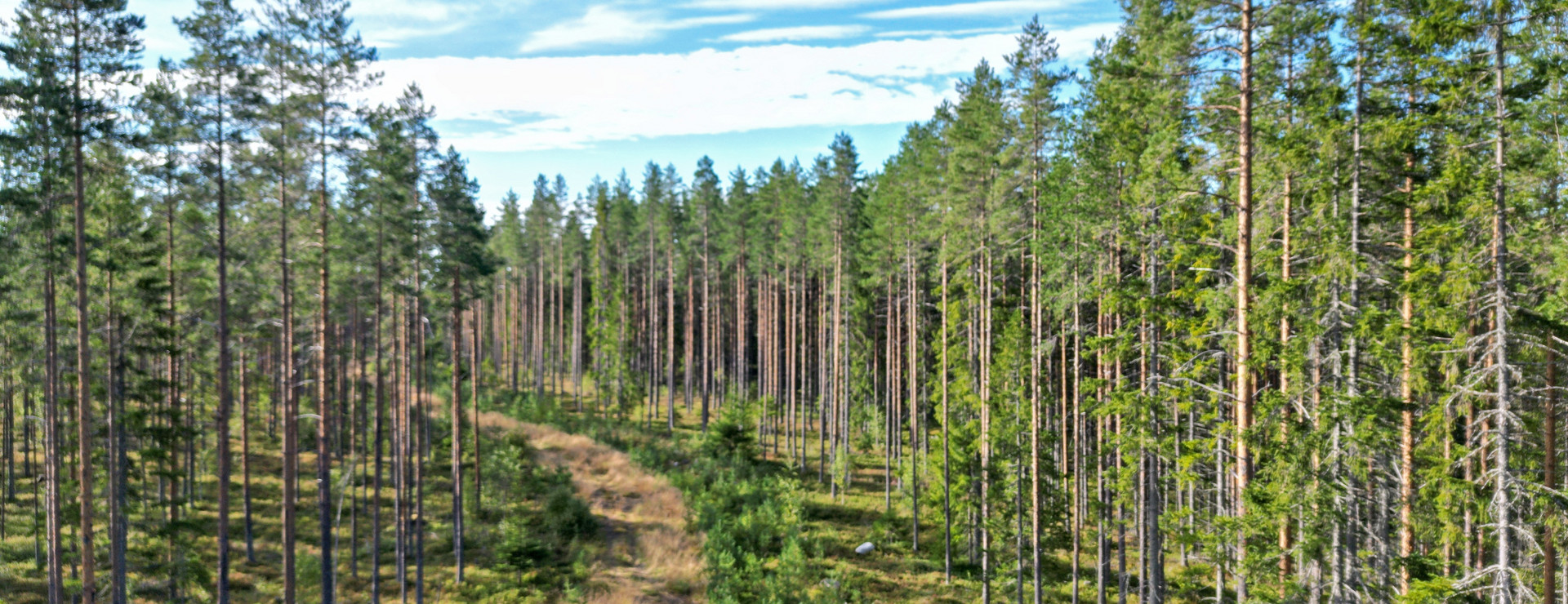 Åbyn - Virkesrik skogsfastighet