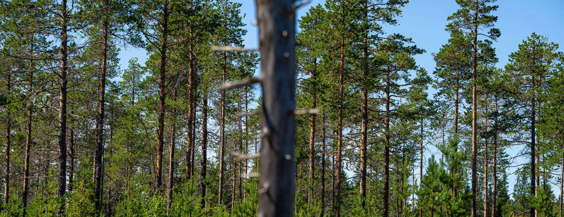 Åsen - Växande skog i Lillhärdal
