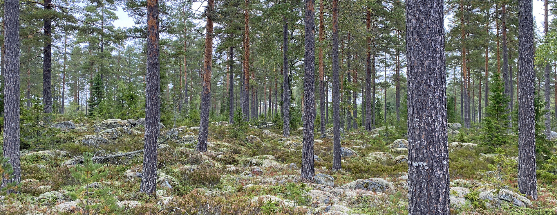 Skåssan - Skog och åker i Norrala