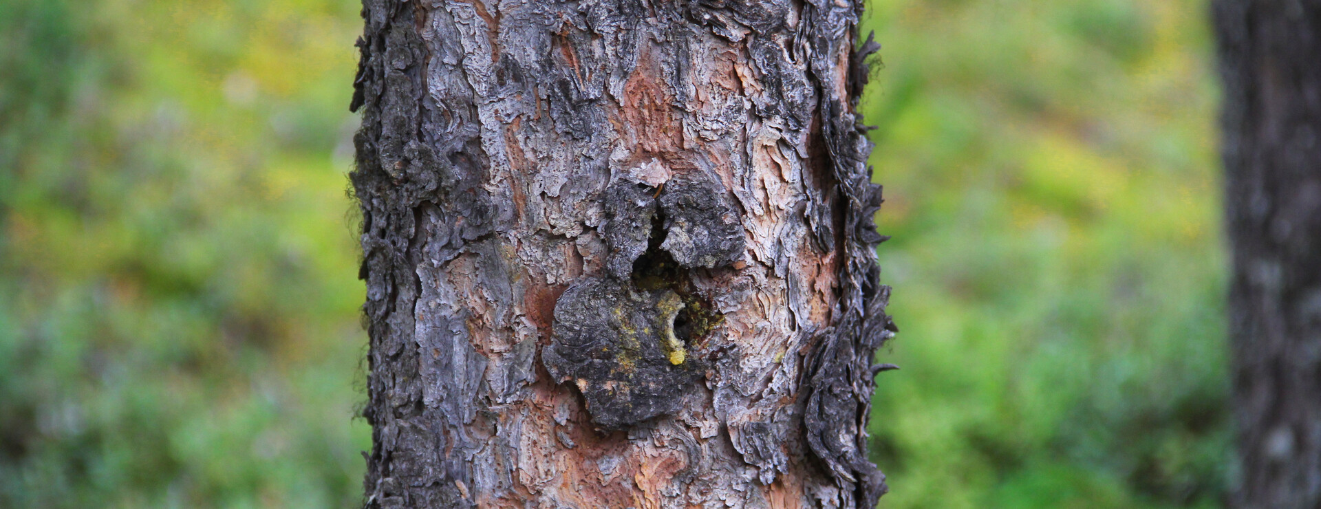 Särkimukka - Friluftsliv intill Lainioälven