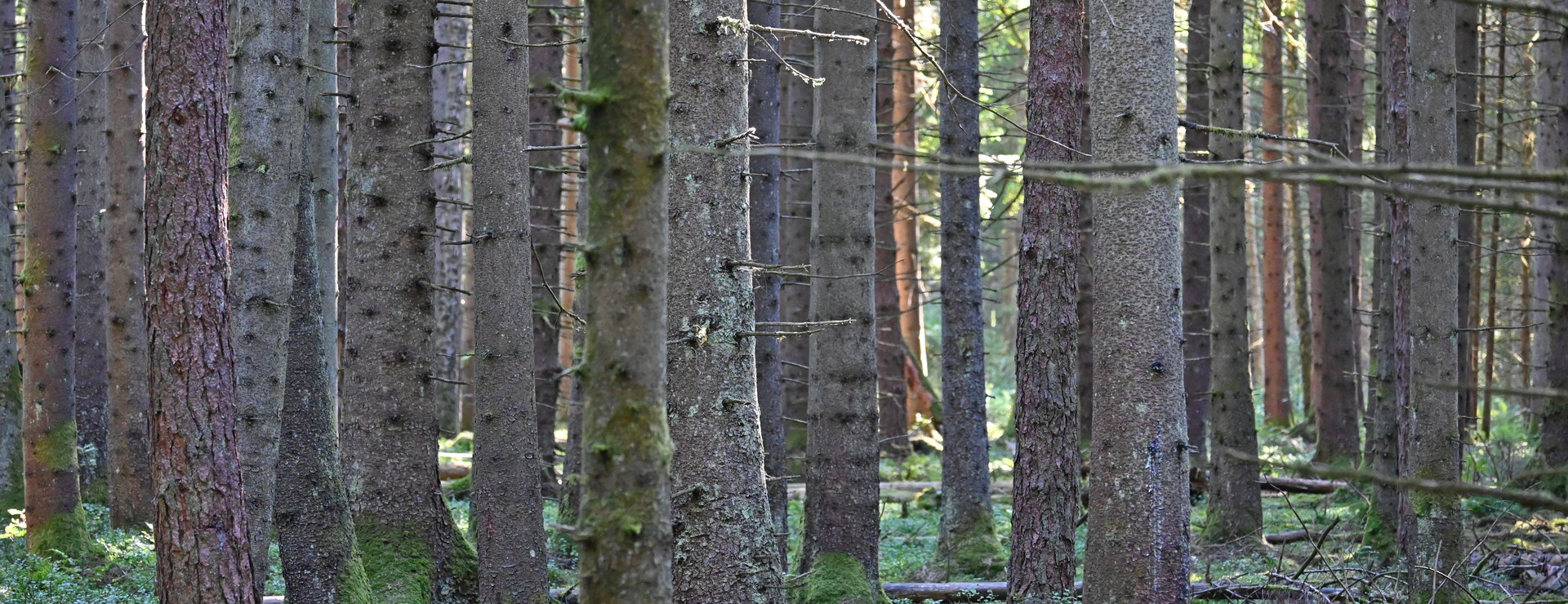 Norra Rådane skog - Välarronderad och volymrik