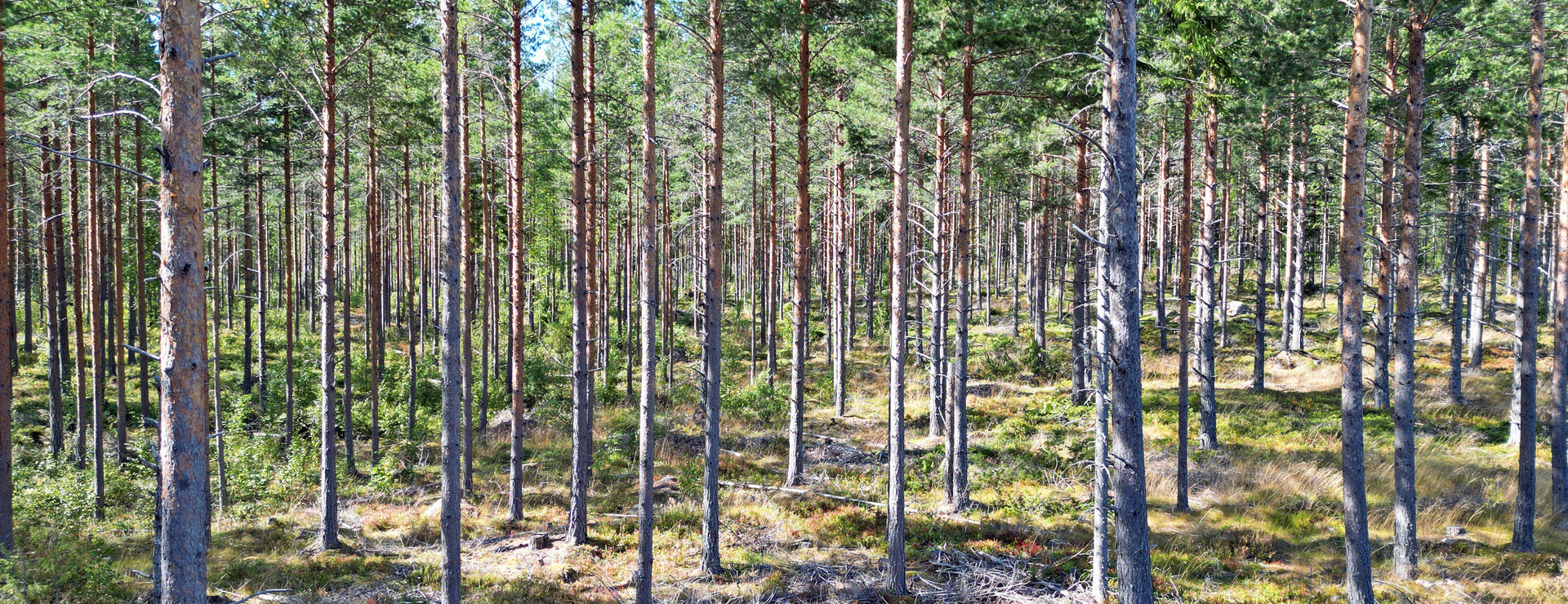 Vallasen - Skog söder om Alfta