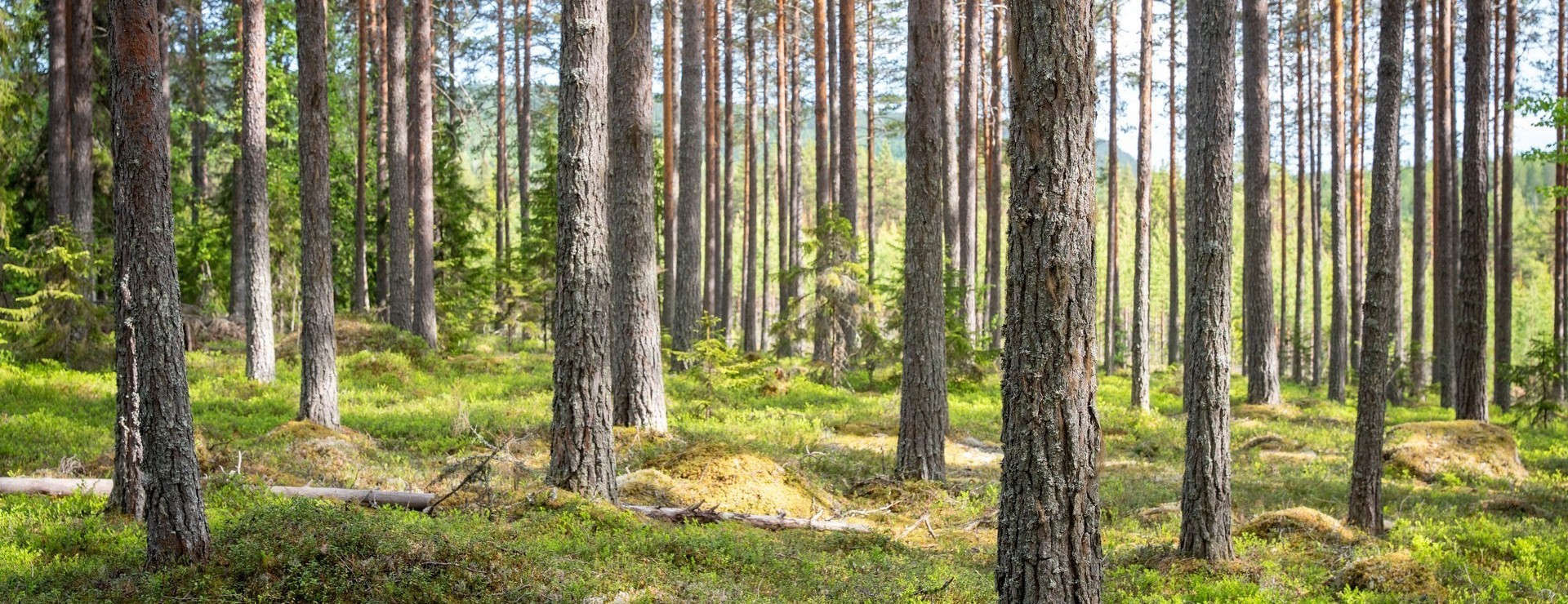 Styrnäs - Skog i Styrnäs