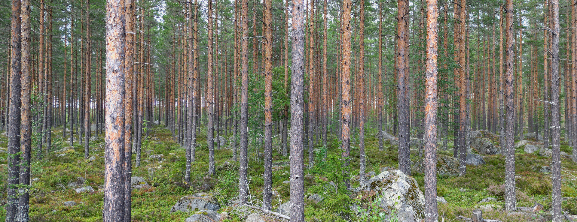 Slätmyran - Skog nära Söderhamn