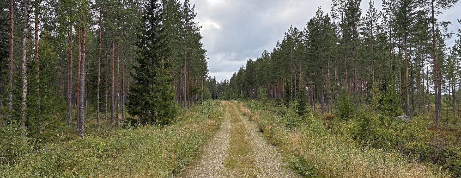 Nyby - Välskött tallskogsfastighet