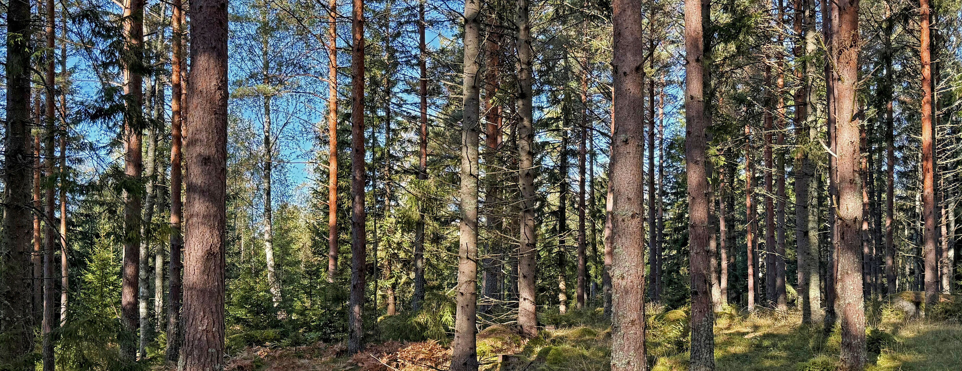 Rustningstorp - Välskött skog