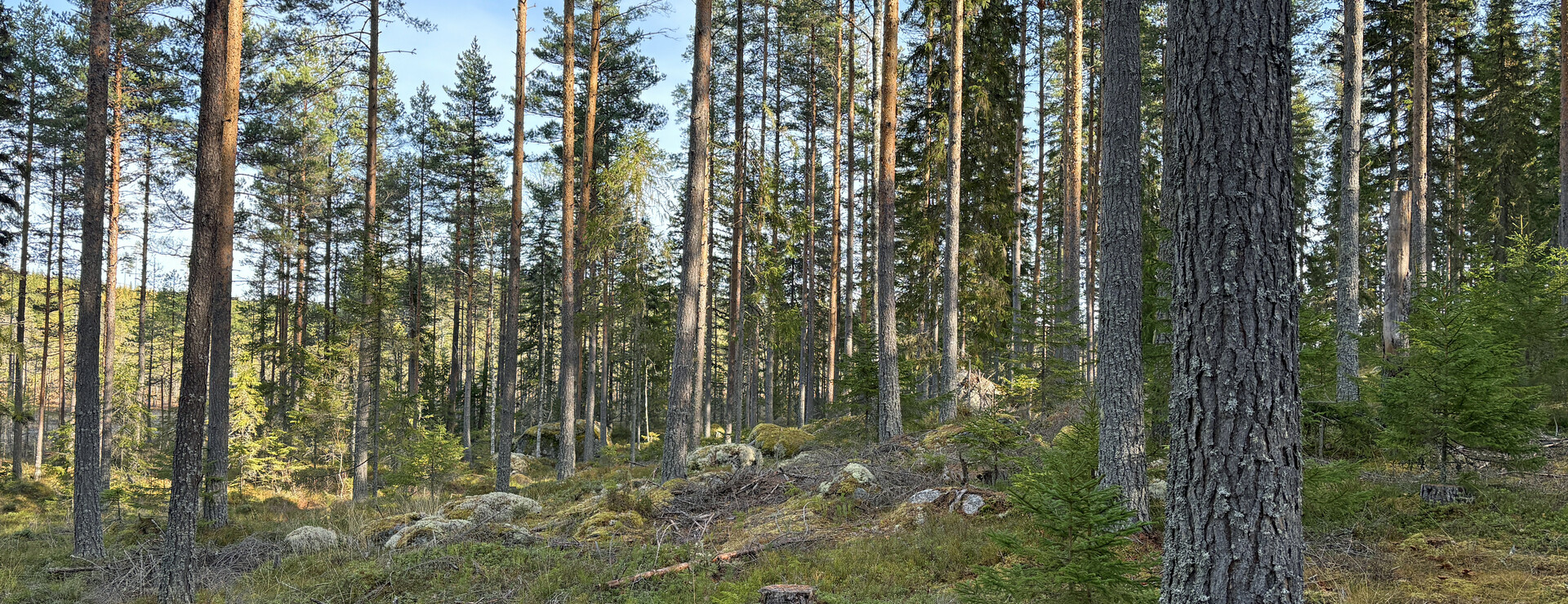 Gammelbomyran - Skog norr om Edsbyn