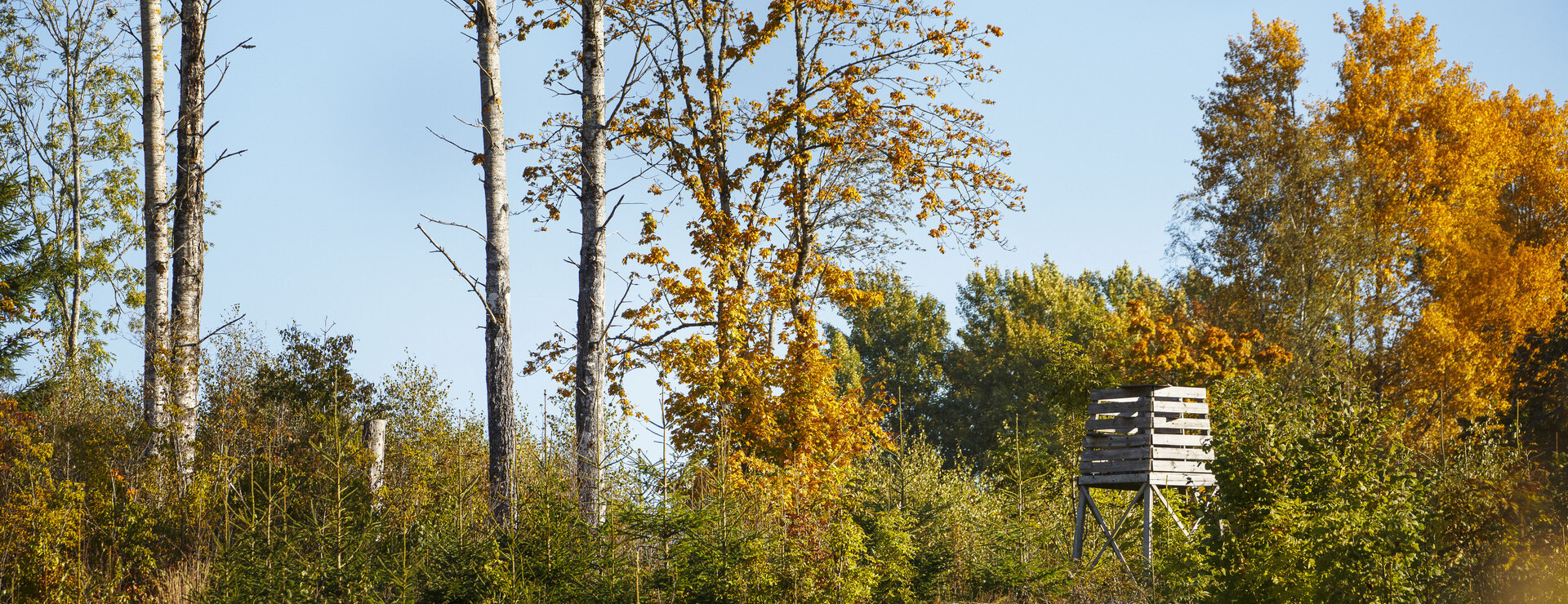 Grälebo - Mindre skogsskifte i Gränna