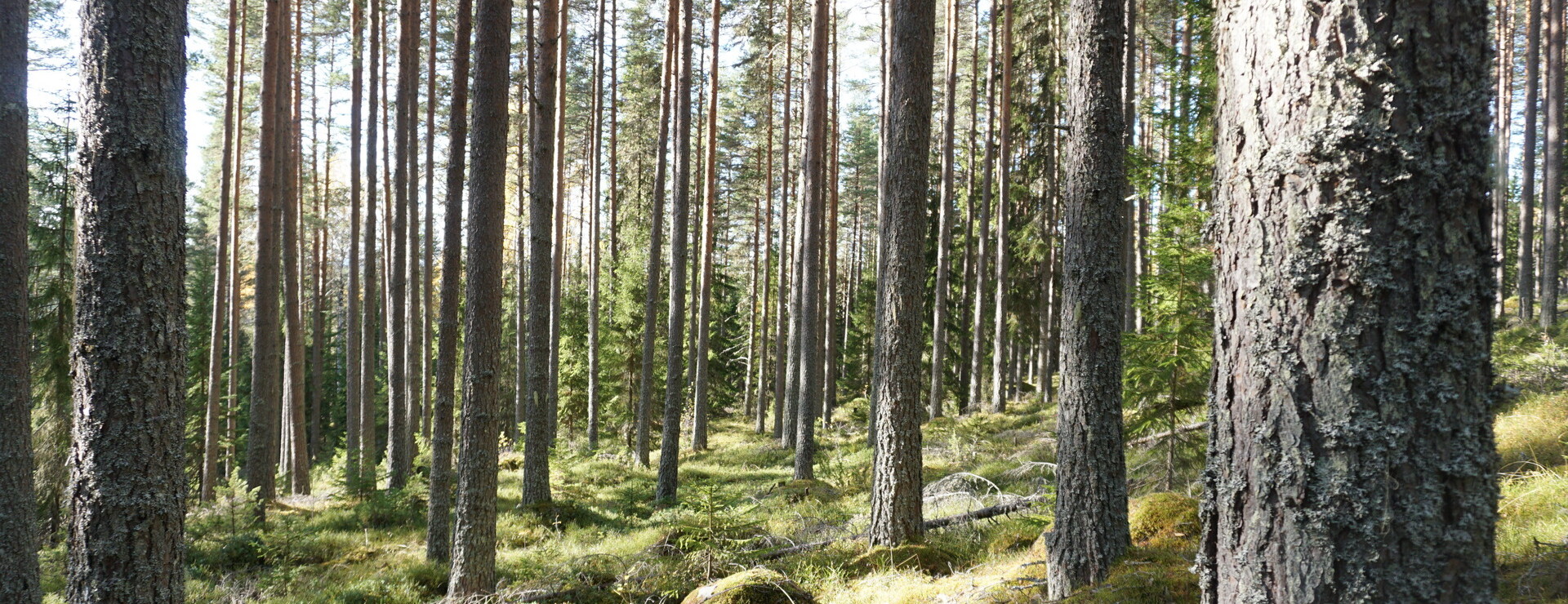 Österås - Välskött och virkesrikt