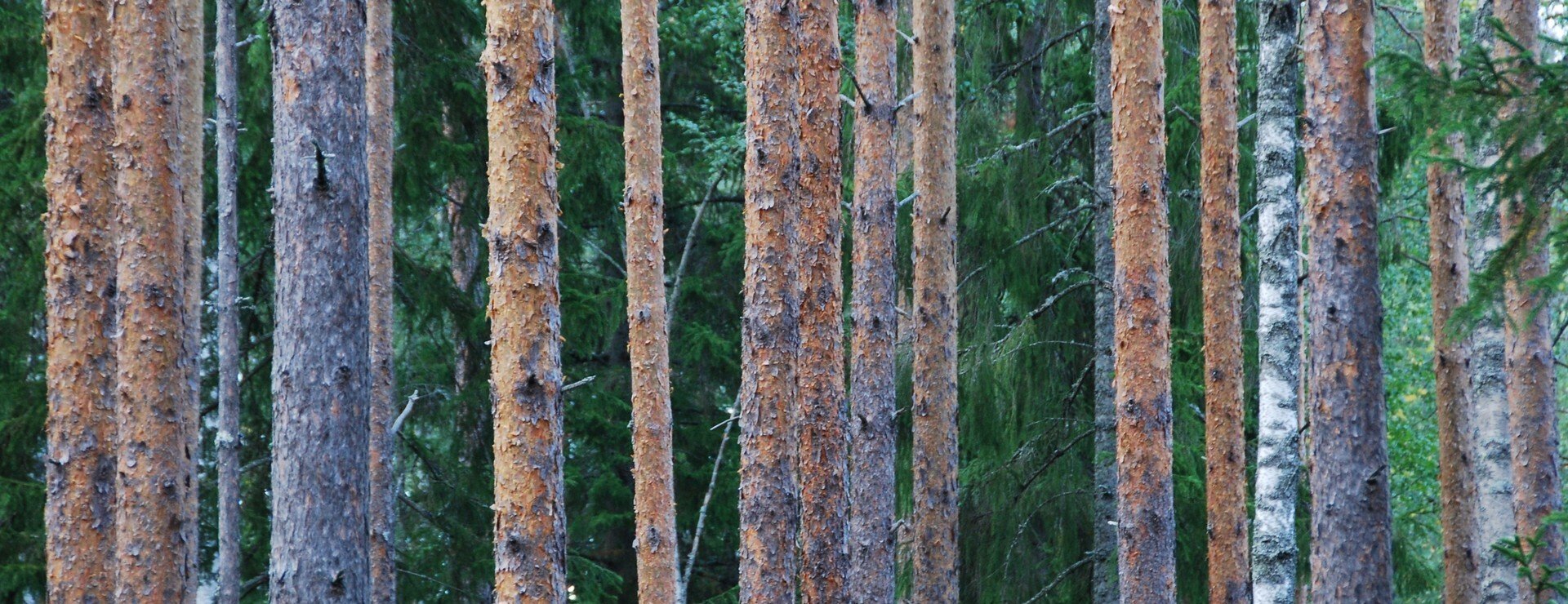 Djupdal - Skog och vindkraft