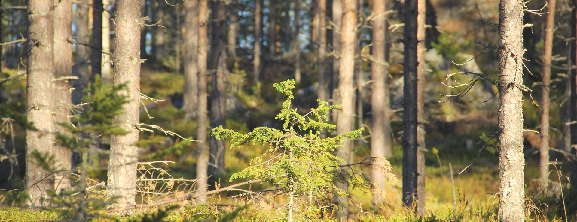 Övermorjärv - Skog i böljande landskap