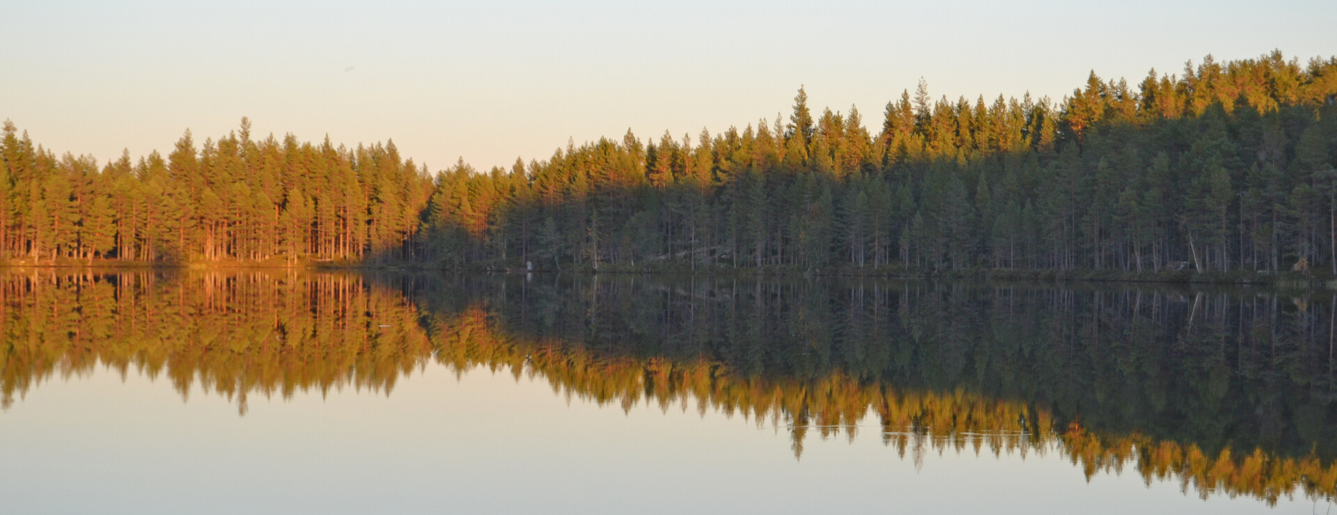 Mantjärn - Skog vid tjärn