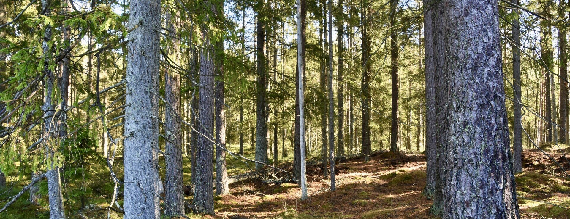 Friborg - Skog och torp